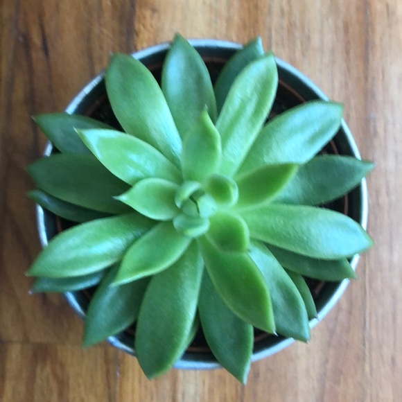 Meet your Posher, Suz - Picture 1 of 1